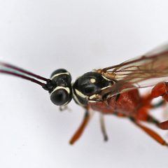 Mesostenus by (c) Bill Keim, some rights reserved (CC BY). Used under a CC-BY license.