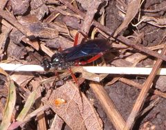 Cryptus rufovinctus by no rights reserved, uploaded by Steve Wells. Used under a CC0 license.