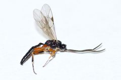 Cubocephalus by (c) Owen Strickland, some rights reserved (CC BY), uploaded by Owen Strickland. Used under a CC-BY license.