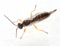 Zatypota anomala by (c) jcowles, some rights reserved (CC BY), uploaded by jcowles. Used under a CC-BY license.