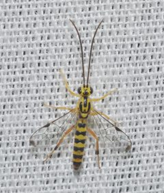 Lycorina glaucomata by no rights reserved, uploaded by Chrissy McClarren and Andy Reago. Used under a CC0 license.