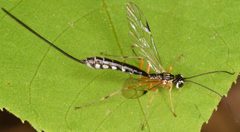 Rhyssella humida by (c) skitterbug, some rights reserved (CC BY), uploaded by skitterbug. Used under a CC-BY license.