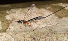 Rhyssella humida by (c) skitterbug, some rights reserved (CC BY), uploaded by skitterbug. Used under a CC-BY license.