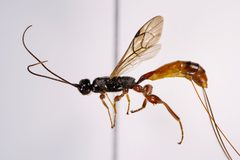 Odontocolon bicolor by (c) Kyle Rossner, some rights reserved (CC BY), uploaded by Kyle Rossner. Used under a CC-BY license.