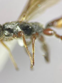 Odontocolon bicolor by (c) Kyle Rossner, some rights reserved (CC BY), uploaded by Kyle Rossner. Used under a CC-BY license.