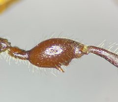 Odontocolon bicolor by (c) Kyle Rossner, some rights reserved (CC BY), uploaded by Kyle Rossner. Used under a CC-BY license.