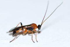 Aleiodes parasiticus by (c) Owen Strickland, some rights reserved (CC BY), uploaded by Owen Strickland. Used under a CC-BY license.