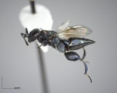 Chalcedectus caelata by (c) Will Kuhn, some rights reserved (CC BY), uploaded by Will Kuhn. Used under a CC-BY license.