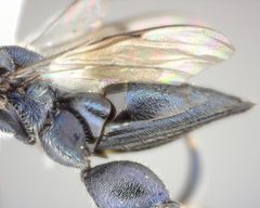 Chalcedectus caelata by (c) Will Kuhn, some rights reserved (CC BY), uploaded by Will Kuhn. Used under a CC-BY license.