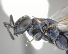 Chalcedectus caelata by (c) Will Kuhn, some rights reserved (CC BY), uploaded by Will Kuhn. Used under a CC-BY license.