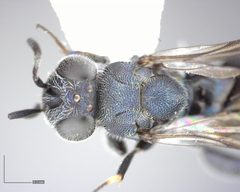 Chalcedectus caelata by (c) Will Kuhn, some rights reserved (CC BY), uploaded by Will Kuhn. Used under a CC-BY license.