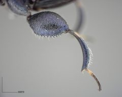 Chalcedectus caelata by (c) Will Kuhn, some rights reserved (CC BY), uploaded by Will Kuhn. Used under a CC-BY license.