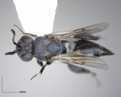 Chalcedectus caelata by (c) Will Kuhn, some rights reserved (CC BY), uploaded by Will Kuhn. Used under a CC-BY license.