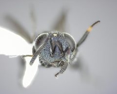Chalcedectus caelata by (c) Will Kuhn, some rights reserved (CC BY), uploaded by Will Kuhn. Used under a CC-BY license.