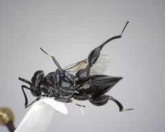 Chalcedectus caelata by (c) Will Kuhn, some rights reserved (CC BY), uploaded by Will Kuhn. Used under a CC-BY license.