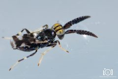 Ceraptroceroideus by no rights reserved, uploaded by Lyn Roueche. Used under a CC0 license.