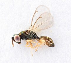 Chrysocharis prodice by (c) Natural History Museum: Hymenoptera Section, some rights reserved (CC BY). Used under a CC-BY license.