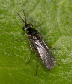 Eulophinae by no rights reserved, uploaded by Jesse Rorabaugh. Used under a CC0 license.