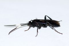 Cratichneumon unifasciatorius by (c) Owen Strickland, some rights reserved (CC BY), uploaded by Owen Strickland. Used under a CC-BY license.