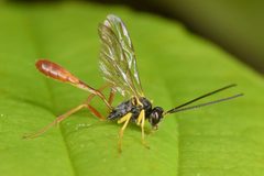 Dusona egregia by (c) skitterbug, some rights reserved (CC BY), uploaded by skitterbug. Used under a CC-BY license.