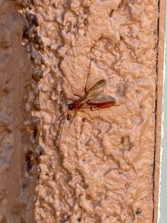 Eremotylus subfuliginosus by (c) CK2AZ, some rights reserved (CC BY), uploaded by CK2AZ. Used under a CC-BY license.