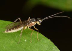 Hercus fontinalis by (c) skitterbug, some rights reserved (CC BY), uploaded by skitterbug. Used under a CC-BY license.