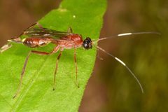 Zagryphus nasutus by (c) skitterbug, some rights reserved (CC BY), uploaded by skitterbug. Used under a CC-BY license.