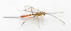 Meniscomorpha michiganensis by (c) jimeckert49, some rights reserved (CC BY). Used under a CC-BY license.