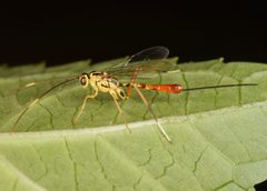 Meniscomorpha michiganensis by (c) skitterbug, some rights reserved (CC BY), uploaded by skitterbug. Used under a CC-BY license.