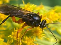 Pimpla pedalis by (c) bdagley, some rights reserved (CC BY), uploaded by bdagley. Used under a CC-BY license.