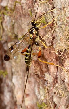 Spilopteron occiputale by (c) skitterbug, some rights reserved (CC BY), uploaded by skitterbug. Used under a CC-BY license.