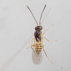Cosmocomoidea ashmeadi by (c) Victor Engel, some rights reserved (CC BY), uploaded by Victor Engel. Used under a CC-BY license.