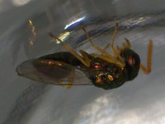 Miscogastrinae by (c) Donald Hobern, some rights reserved (CC BY). Used under a CC-BY license.