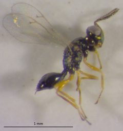 Cyrtogaster capitanea by no rights reserved, uploaded by Adam Kranz. Used under a CC0 license.
