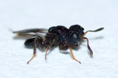 Cratomus by (c) Owen Strickland, some rights reserved (CC BY), uploaded by Owen Strickland. Used under a CC-BY license.