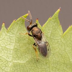 Pteromalus by (c) Piotr Lukasik, some rights reserved (CC BY), uploaded by Piotr Lukasik. Used under a CC-BY license.