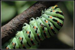 Pteromalus by (c) Eran Finkle, some rights reserved (CC BY). Used under a CC-BY license.