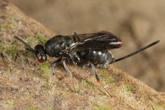 Glyphomerinae by (c) ingridaltmann, some rights reserved (CC BY). Used under a CC-BY license.