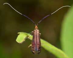 Adela caeruleella by (c) skitterbug, some rights reserved (CC BY), uploaded by skitterbug. Used under a CC-BY license.