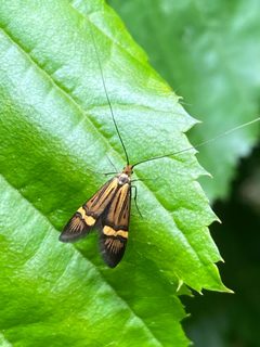 Nemophora by no rights reserved, uploaded by Peter Gabler. Used under a CC0 license.