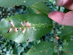 Coptodisca splendoriferella by (c) Mark Apgar, some rights reserved (CC BY), uploaded by Mark Apgar. Used under a CC-BY license.
