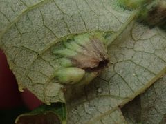 Heliozela aesella by no rights reserved, uploaded by Lynn Harper. Used under a CC0 license.