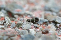 Phylloporia bistrigella by (c) Nigel Voaden, some rights reserved (CC BY). Used under a CC-BY license.