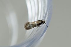 Phylloporia bistrigella by (c) Nigel Voaden, some rights reserved (CC BY). Used under a CC-BY license.