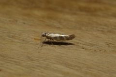 Argyresthia cupressella by no rights reserved, uploaded by Stephen James McWilliam. Used under a CC0 license.