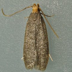 Glyphidocera lithodoxa by (c) Bill Keim, some rights reserved (CC BY). Used under a CC-BY license.