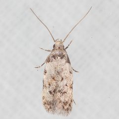 Symmocinae by (c) Victor Engel, some rights reserved (CC BY), uploaded by Victor Engel. Used under a CC-BY license.