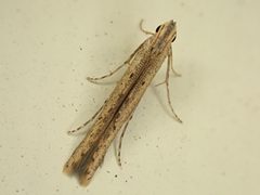 Batrachedridae by (c) Saryu Mae 前 朝琉, some rights reserved (CC BY), uploaded by Saryu Mae 前 朝琉. Used under a CC-BY license.