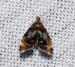 Prochoreutis by (c) Andy Reago & Chrissy McClarren, some rights reserved (CC BY). Used under a CC-BY license.