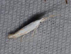 Coleophora tiliaefoliella by (c) Andy Reago & Chrissy McClarren, some rights reserved (CC BY). Used under a CC-BY license.